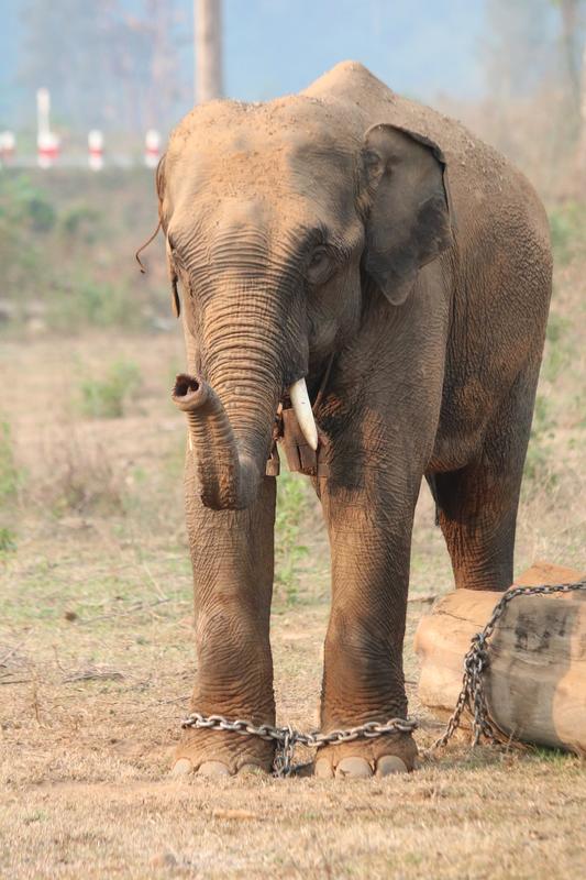 Elefanten die in der Forstwirtschaft in Myanmar arbeiten haben bessere Überlebenschancen als Elefanten die in Zoos leben