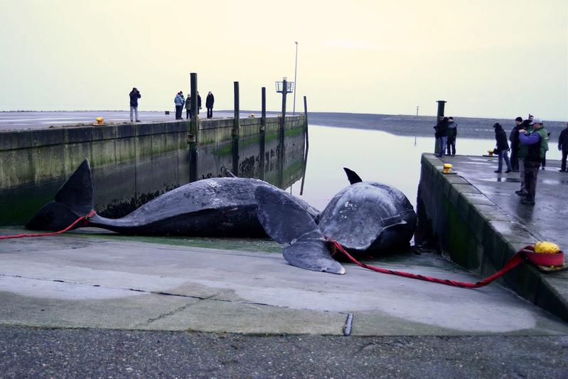 Gestrandete Pottwale im Hafen von Holmer Siel auf Nordstrand.