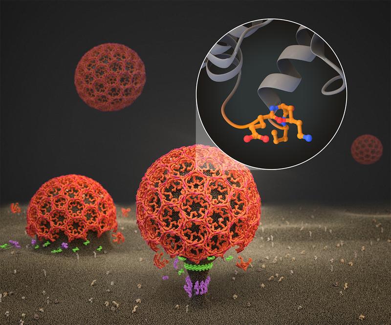 Signal receptor-containing vesicles (red) form on the inside of the cell membrane (brown) and bud off into the cell.