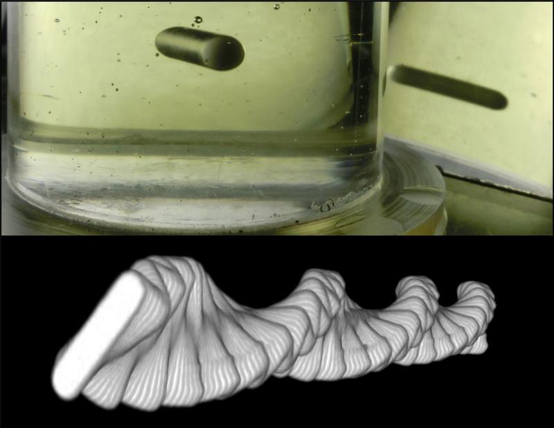 Oben: Bild des schwebenden Flohs in Rizinusöl. Unten: Eine 3D-Spirale, die durch die Kombination von experimentellen Bildern des Flohs über einen Zeitraum von 1 s beim Schweben entsteht.