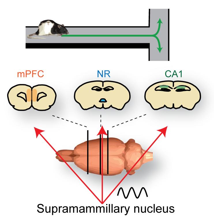 The prefrontal-thalamo-hippocampal circuit is involved when a rat makes a choice of the next trajectory at the upcoming T-junction and the supramammillary nucleus facilitates transfer of information.