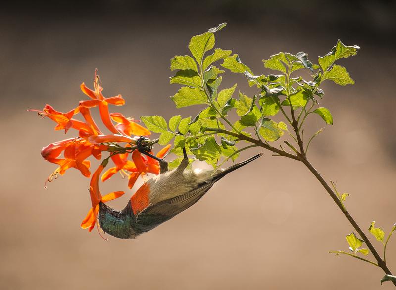  Nektarvogel an Blüte 