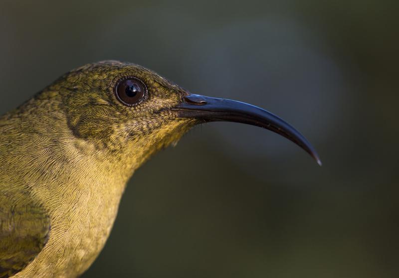 Nahaufnahme eines Nektarvogels