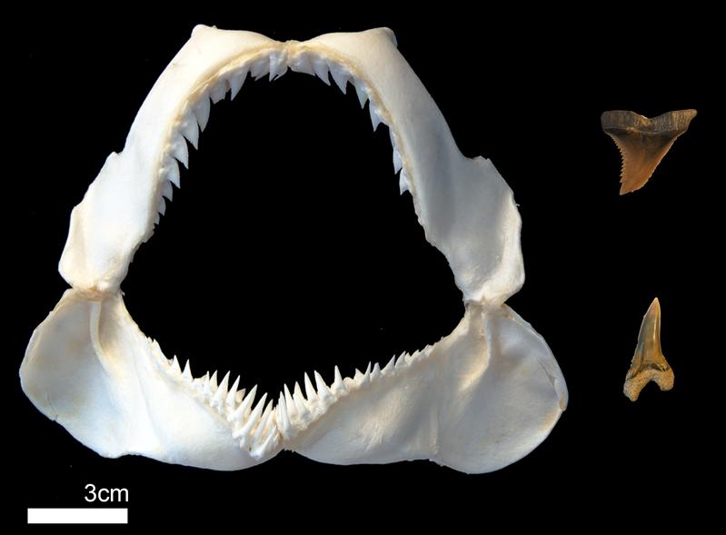 Kiefer eines Fossilhais (Hemipristis elongata) neben den Zähnen seines Vorfahrens (Hemipristis serra) aus dem Miozän (5-20 Mio Jahre).