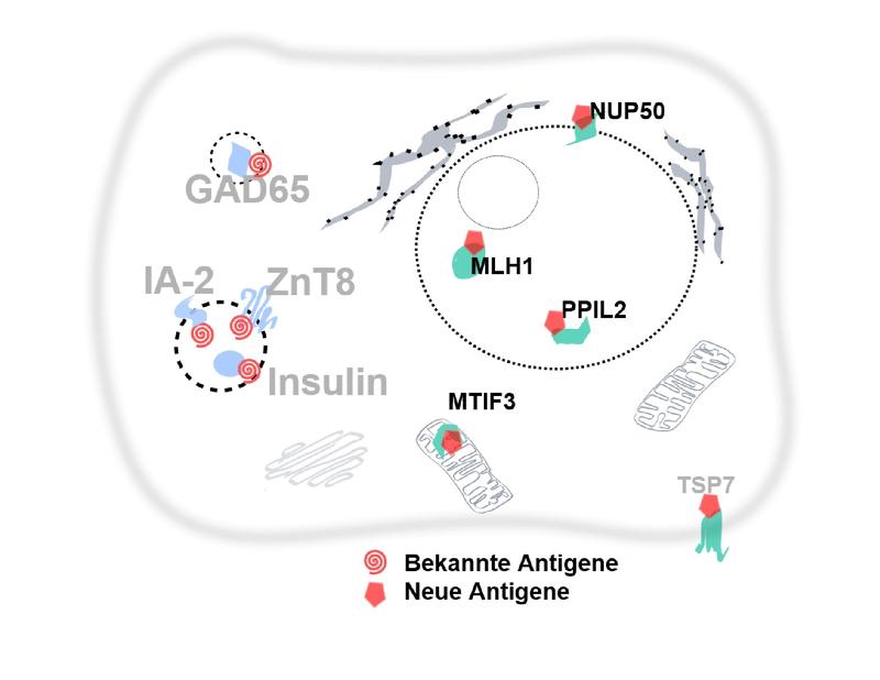 Grafische Darstellung einer Betazelle im Pankreas mit Autoantigenen, die bei Diabetes vorkommen können