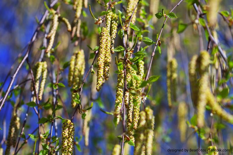Birch pollen is one of eight different types of pollen, investigated by Andreas Kleiber. 