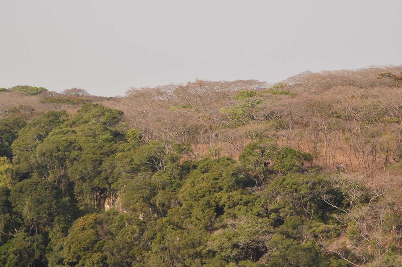 Das Issa-Tal in Tansania ist ein Lebensraum, der hauptsächlich aus Galeriewäldern und Baumsavannen besteht.