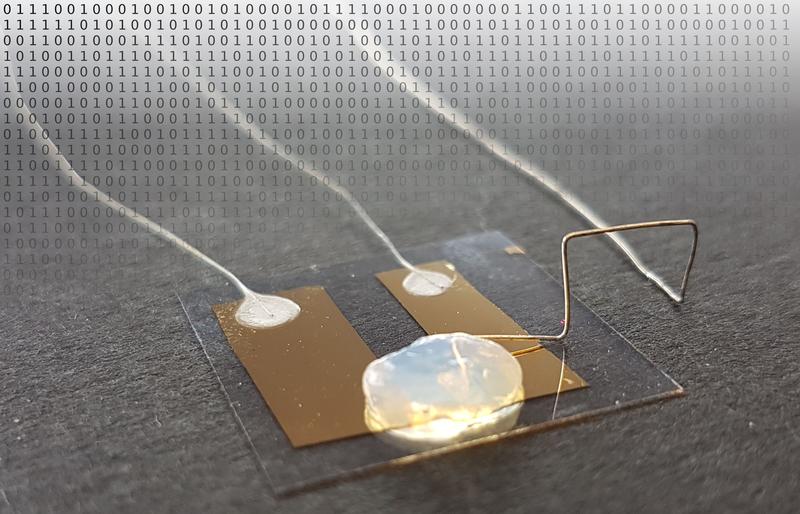 Die Grenze der Miniaturisierung erreicht der Einzelatom-Transistor, der in einem Gel-Elektrolyten funktioniert. 