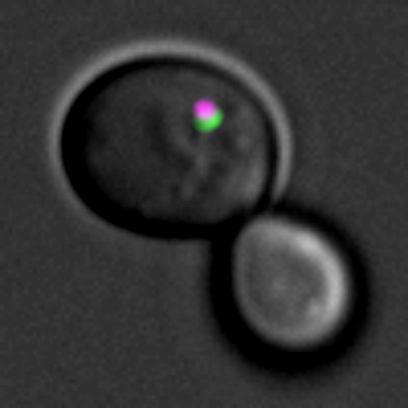 Cellular waste (magenta) is engulfed by autophagic membranes (green) in a yeast cell, monitored by live-cell fluorescence microscopy. 