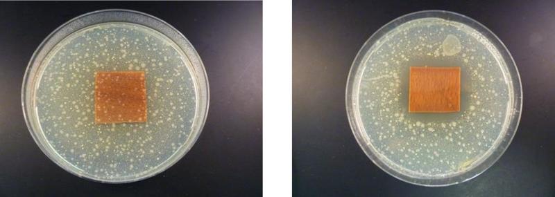 Agar-Platte mit Escherichia coli DSM 1576 und unbeschichtetem Holzfurnier (links), Agar-Platte mit Escherichia coli DSM 1576 und silberhaltigen APCVD-Beschichtung auf Holz (rechts)