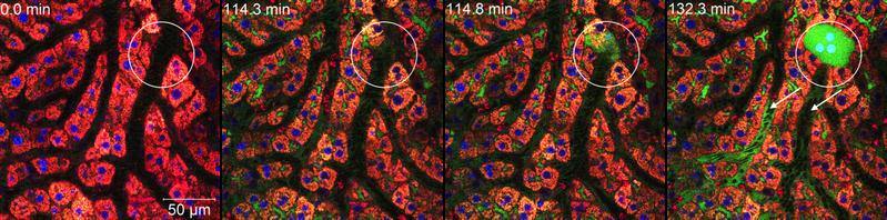 Nach dem Riss dringt Galle (hier grün) in eine Leberzelle (Kreis). Danach bricht sie in die Blutgefäße durch (Pfeile). Dieser Durchbruch ermöglicht es, den anderen Leberzellen (hier rot) zu überleben.