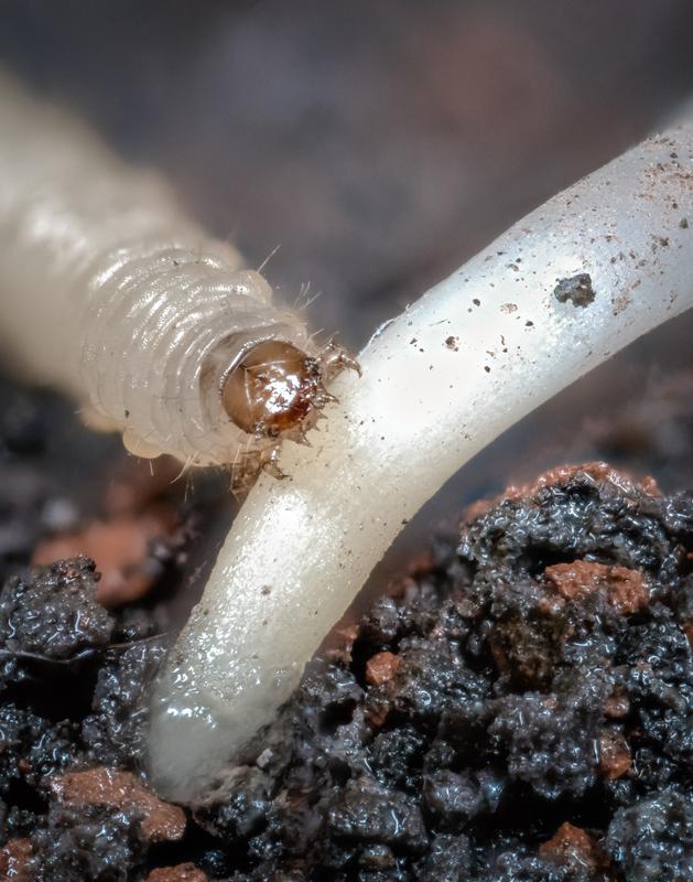 Eine Larve des Maiswurzelbohrers nagt an der nährstoffreichen Kronwurzel einer Maispflanze.