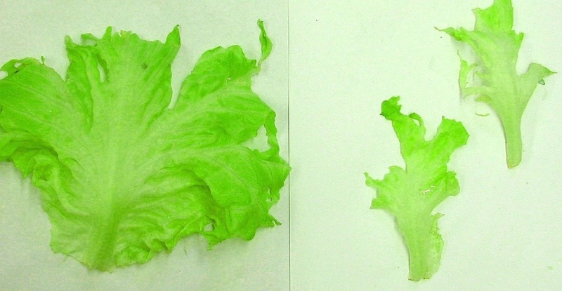 Salatblätter mit und ohne Fraßschutz