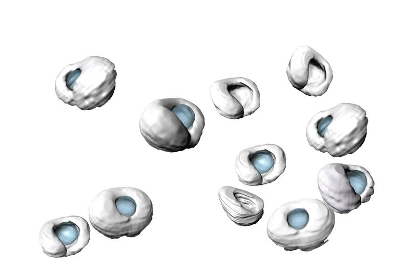 Manually segmented zebrafish retinas (grey) and lenses (blue) at different developmental stages. Tissue scaling during retinal growth is enabled by timely tissue-wide cell elongation.