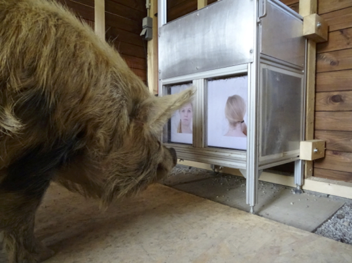 Using distinct cues like a mouth or nose, pigs are able to memorize our face.