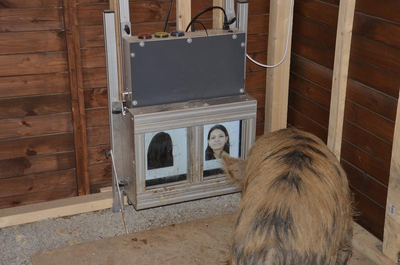 This visual cognitive ability allows pigs to discriminate between the front and back of our head.