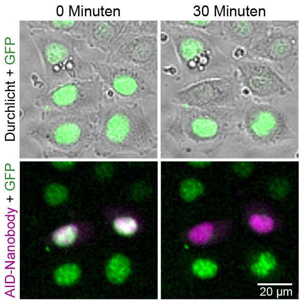 Microscopic image of living HeLa cells 