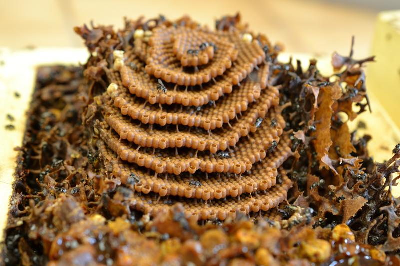 Biodiverse Landschaften helfen der Biene Tetragonula carbonaria, eine stabile Population aufrecht zu erhalten. 