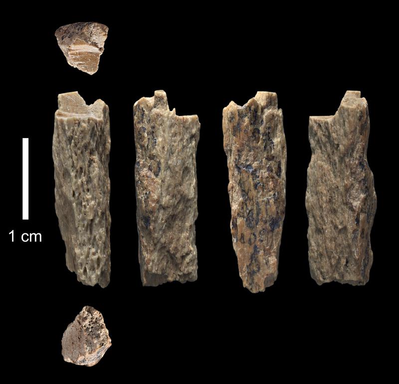 Anhand dieses Knochenfragments aus der Denisova-Höhle in Russland identifizierte ein Forscherteam um Svante Pääbo die Tochter einer Neandertalerin und eines Denisovaners.