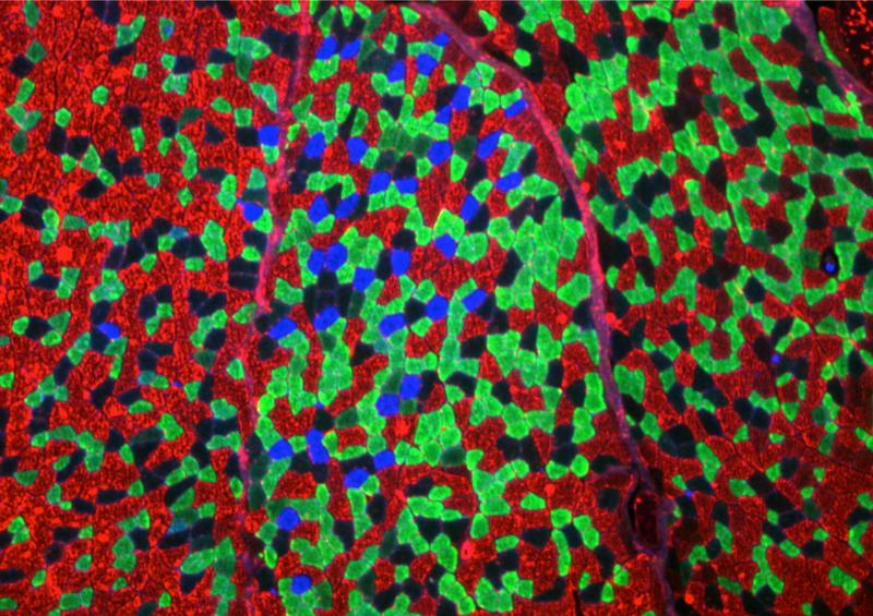 The ‘circadian clock’ of muscle cells (shown here is the transverse section of a muscle fiber) controls an entire metabolic network. 