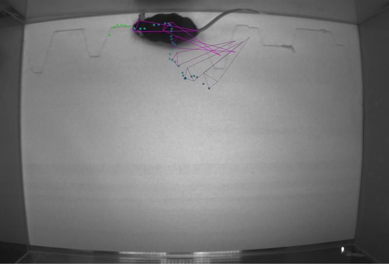 DeepLabCut erkennt Schwanz, Ohren und Schnauze der Maus, die eine Geruchsspur verfolgt. 