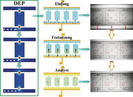 Auf Mikrofluidtechnik basierender Chip für die Manipulation und anschließende Nukleinsäure-Analytik einzelner Zellen.