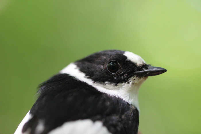 Male bird