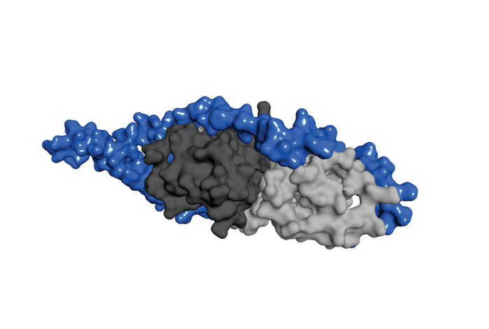 Interaction between proteins