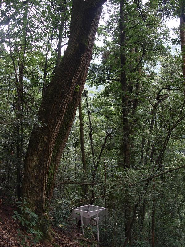 One of 27 forest allotments in the province of Zhejiang in subtropical southeastern China.