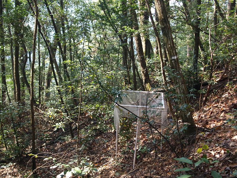 One of 27 forest allotments in the province of Zhejiang in subtropical southeastern China.