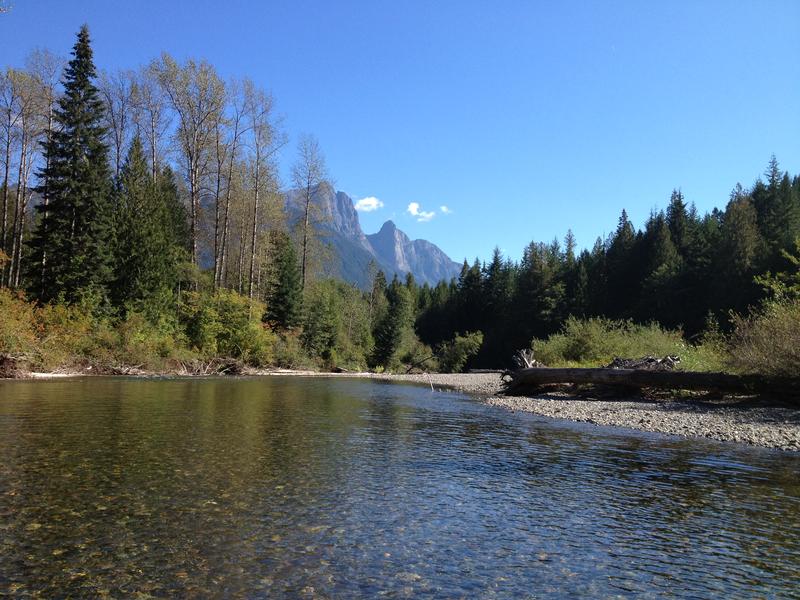 Westliche Balsampappeln am Ufer eines Flusses in British Columbia, Canada.