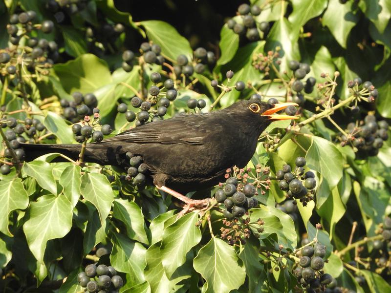 Auch Singvögel wie die Amsel können mit Vogeltrichomonose infiziert sein. 