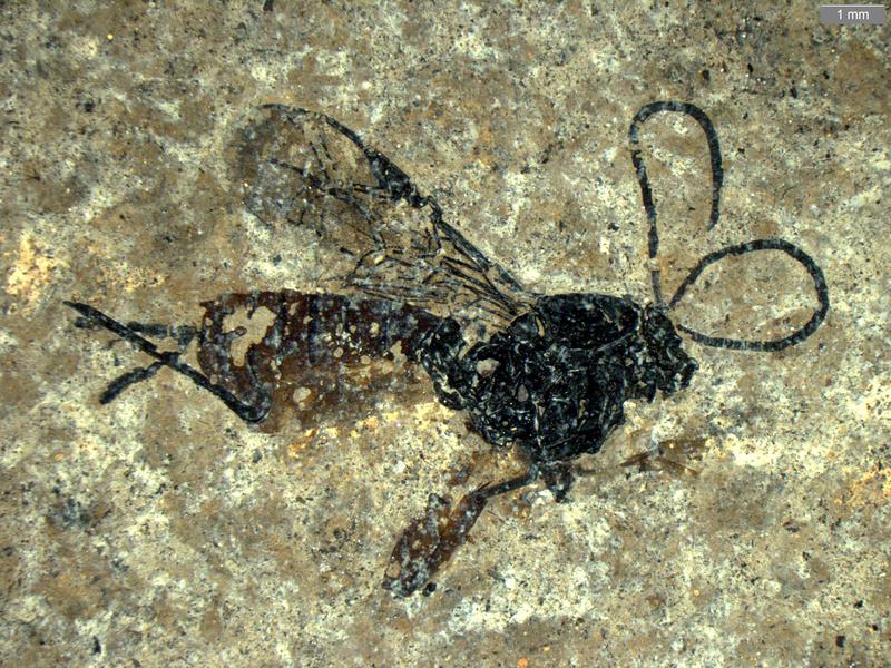 Neu in Messel entdeckt: die Art Scambus fossilobus ist weltweit der älteste gesicherte Vertreter der Unterfamilie Pimplinae.   