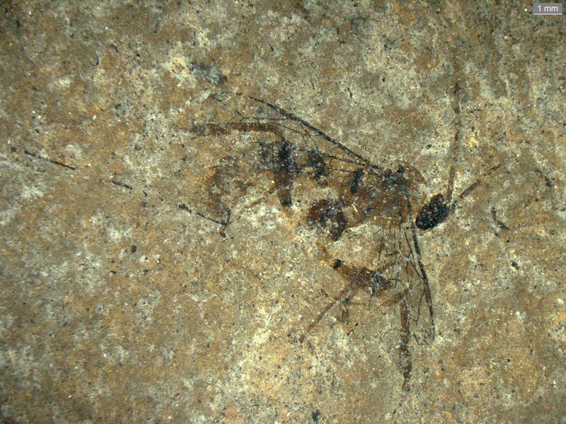 Trigonator macrocheirus ist eine von sieben neuen Schlupfwespen-Arten aus der Grube Messel. 