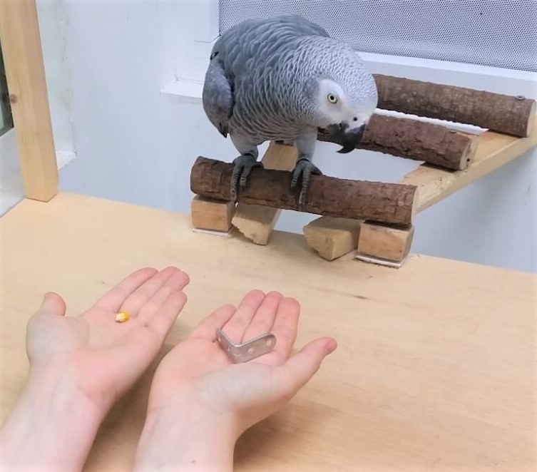 Ein afrikanischer Graupapagei vor der Entscheidung "Futter oder Spielmarke". Der Vogel entscheidet sich in der Regel für die Marke, wenn er sie später gegen höherwertiges Futter eintauschen kann. 