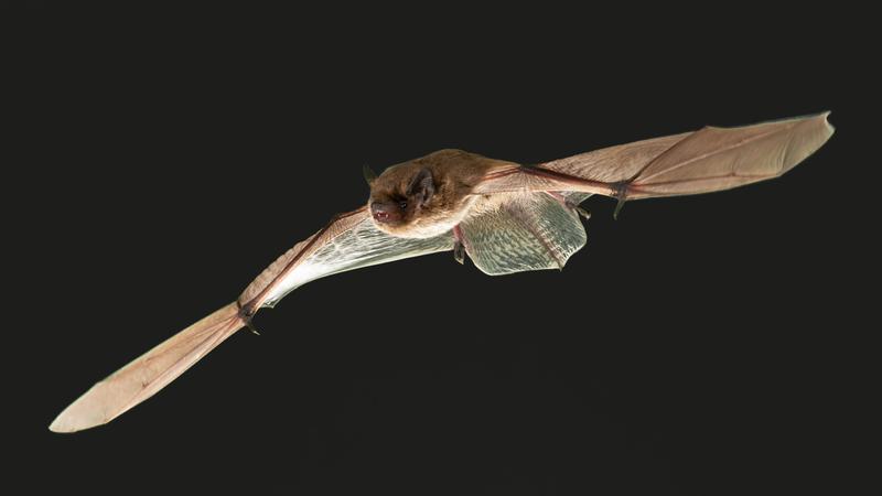 Fliegende Rauhautfledermaus (Pipistrellus nathusii)