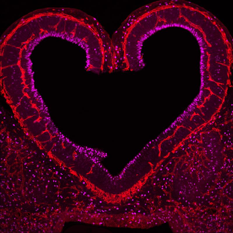 Blutgefaesse (in Rot) in enger Kommunikation mit sich vermehrenden Nervenzellen in der Maeuse-Grosshirnrinde eines zehn Tage alten Embryos. 