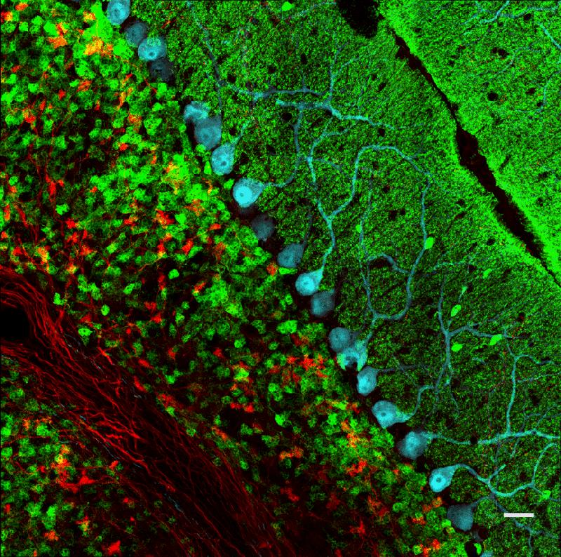 Sagittal section of the cerebellum. CRFR1 (red) expressed in granule cells (green), which are reached by CRH positive fibers (red). Purkinje neurons are shown in blue.