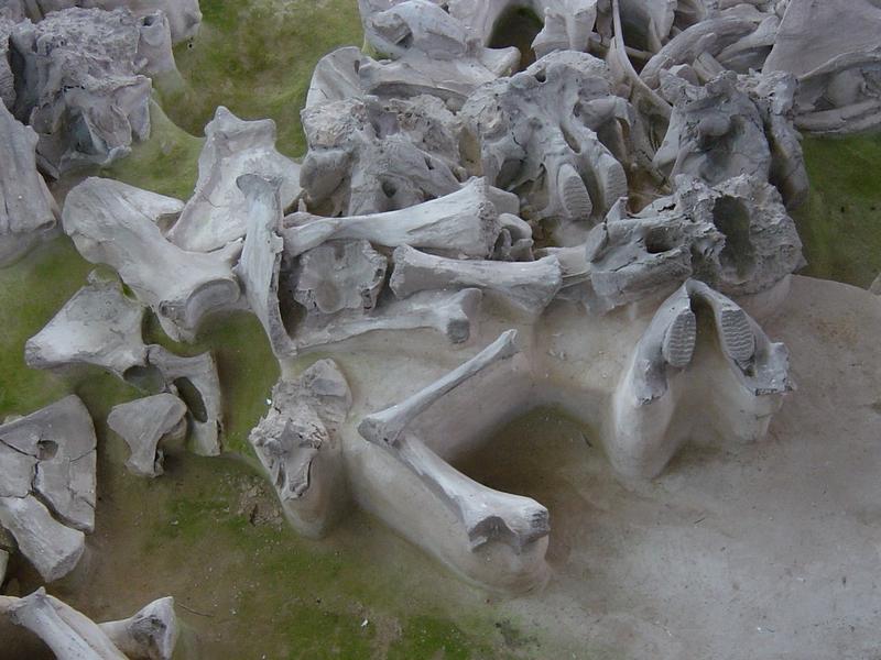 Die fossilen Knochen aus der Fundstelle Yudinovo geben Auskunft über die Ernährung der Wollhaarmammute. 