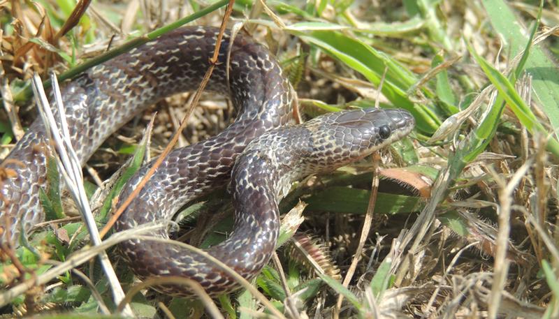 Die Kapuzen-Wolfsnatter (Lycodon capucinus) wurde aus Südostasien nach Christmas Island eingeführt. Sie stellt eine starke Bedrohung für die heimischen Reptilien dar.