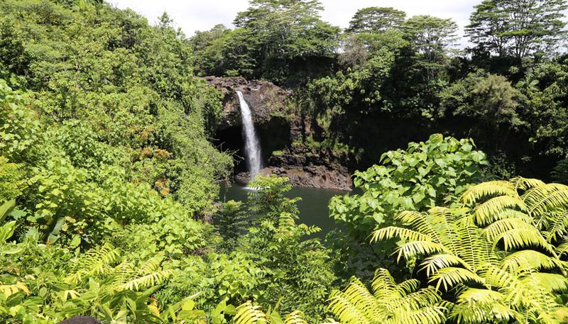 Blick auf die malerischen Rainbow Falls nahe der Stadt Hilo auf Big Island/Hawaii. Alle Pflanzen in unmittelbarer Umgebung sind nicht-heimisch.