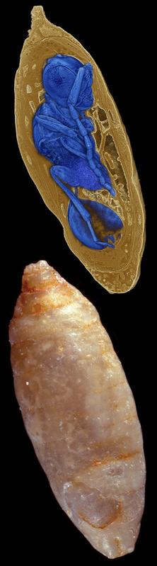 Die Synchrotron-Röntgen-Mikrotomographie macht ihn möglich: den Blick ins Innere Millionen Jahre alter Fliegenpuppen. 