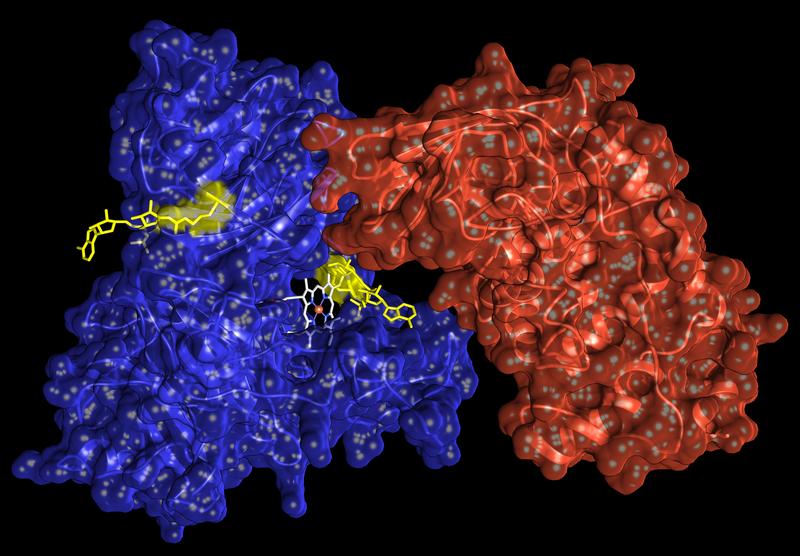 The enzyme ARTC1 (red) modifies hemopexin (blue) at defined sites by adding ADP ribose (yellow) and thus impairs the binding strength of heme (white).