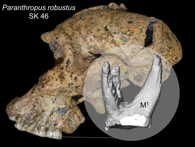 Fossilienfund SK 46: Paranthropus robustus aus Südafrika sowie die für die Analyse verwendete virtuelle Rekonstruktion des ersten oberen Backenzahns.