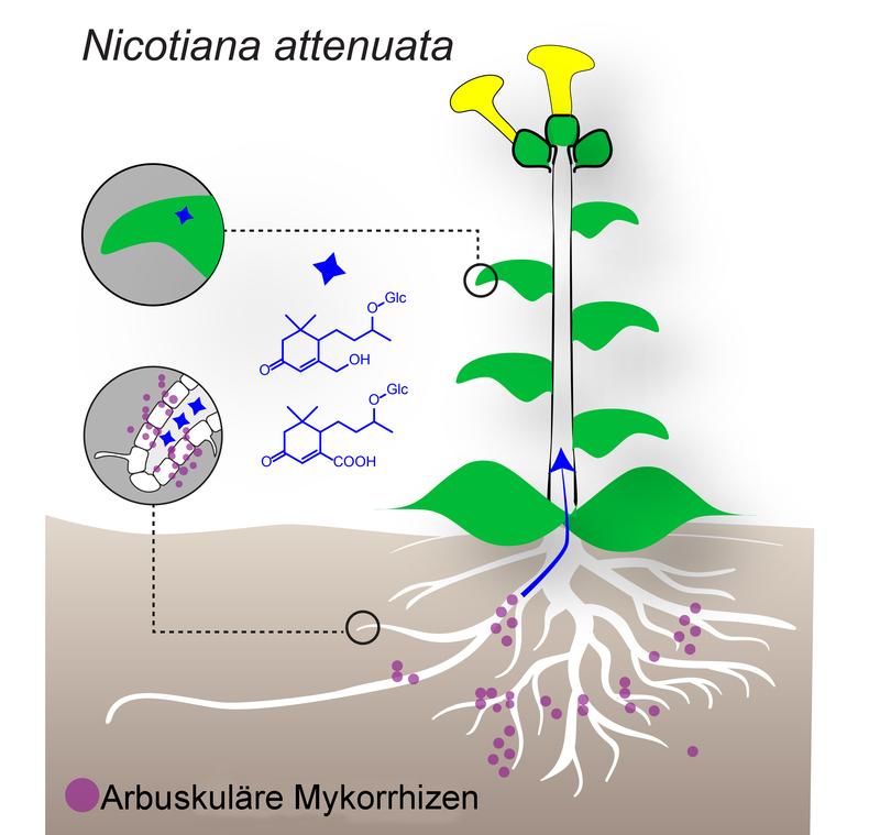 Stoffwechselprodukte (blau) aus den oberirdischen Teilen einer Pflanze verraten die erfolgreiche Symbiose mit Wurzelpilzen (pink). 