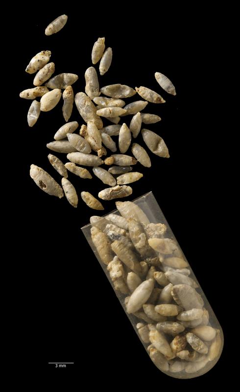 Die versteinerten Fliegenpuppen sind rund 30 Millionen Jahre alt und wurden bereits im 19. Jahrhundert in Frankreich entdeckt. 