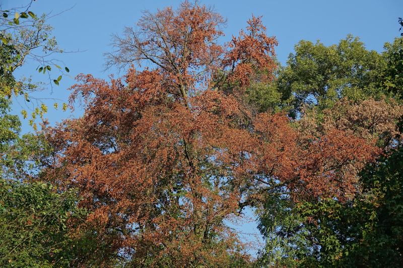 Mit verschiedenen Massnahmen wie dem vorzeitigen Abwerfen der Blätter versuchen Bäume, sich vor extremer Trockenheit zu schützen.