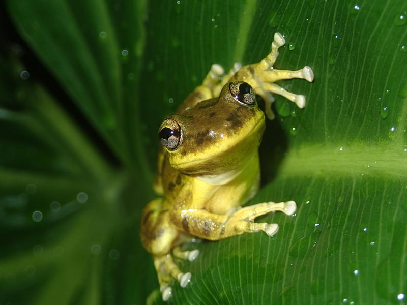 Der Knickzehenlaubfrosch Scinax fuscovarius wurde an vielen Teichen nachgewiesen. 