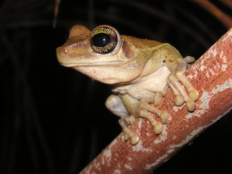The presence of the frog species Osteocephalus taurinus was only detectable using eDNA. 