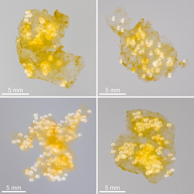 Fotos von typischen aus Plastikkügelchen und biogenen Partikeln bestehenden Aggregaten, die bei den Laborexperimenten entstanden sind.